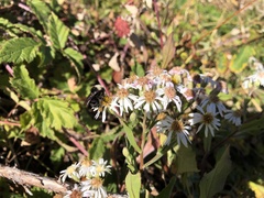 Eurybia radulina