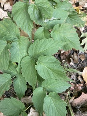 Rubus occidentalis