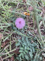 Mimosa strigillosa