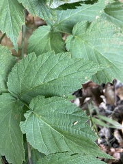 Rubus occidentalis