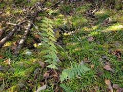 Dryopteris cristata