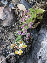 Eurybia radulina