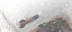 Centruroides edwardsii