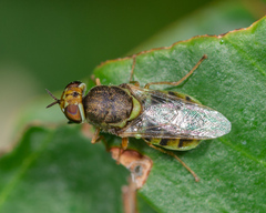 Hedriodiscus vertebratus