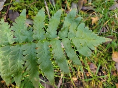 Dryopteris cristata