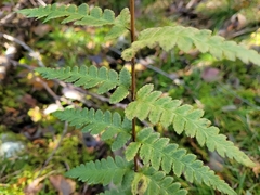 Dryopteris cristata