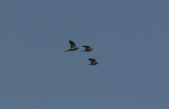 Patagioenas inornata