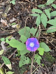 Ipomoea indica