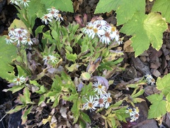 Eurybia radulina