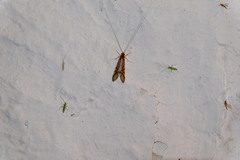 Macrostemum radiatum