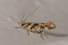 Aristotelia roseosuffusella