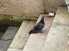 Columba livia domestica
