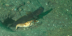 Cryptocentrus fasciatus