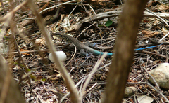 Pholidoscelis lineolatus