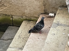 Columba livia domestica