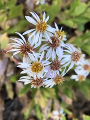 Eurybia radulina