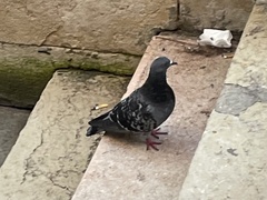 Columba livia domestica