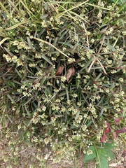 Murdannia loriformis