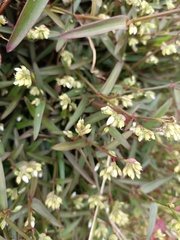 Murdannia loriformis