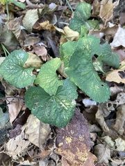 Erysiphe cruciferarum