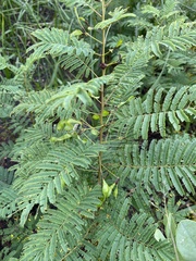 Acaciella angustissima