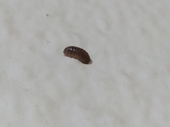 Holoverticata