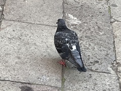 Columba livia domestica