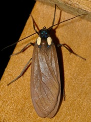 Opharus bimaculata