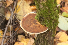 Daedaleopsis confragosa