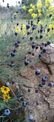Porophyllum linaria