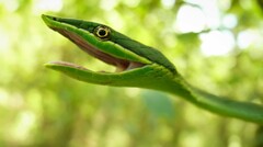 Pointed Snake photo 2