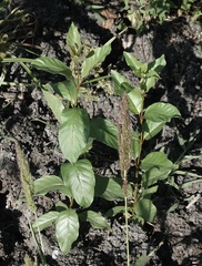 Cephalanthus occidentalis