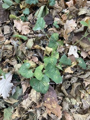 Erysiphe cruciferarum