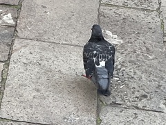Columba livia domestica
