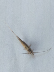 Meinertellidae