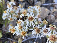 Eurybia radulina