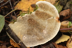 Daedaleopsis confragosa