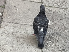 Columba livia domestica
