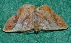 Thysanopyga abdominaria