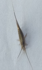 Meinertellidae