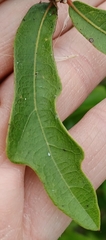 Myricaceae
