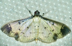 Eulepte gastralis