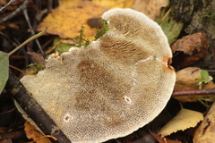 Daedaleopsis confragosa