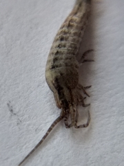 Meinertellidae