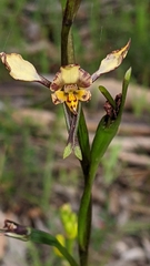 Diuris pardina