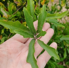 Myricaceae