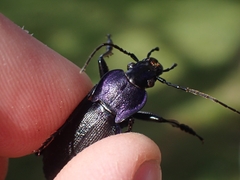Carabus problematicus