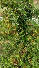 Myricaceae