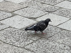 Columba livia domestica