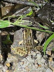 Lithobates forreri